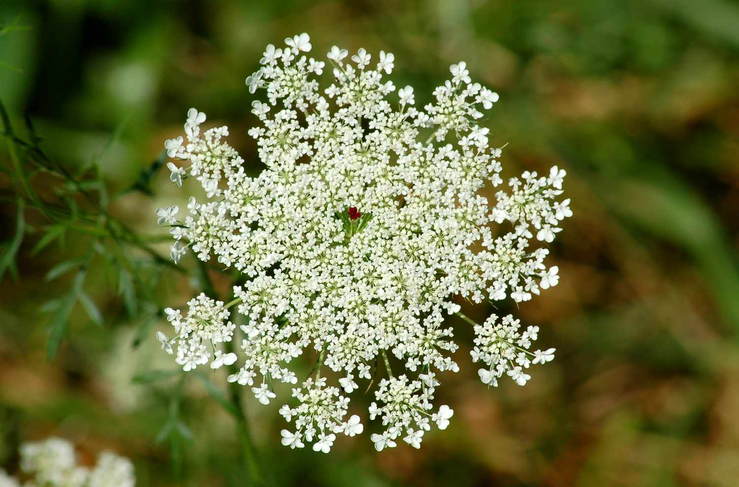 Queen Anne's lace flower with a fairy seat.