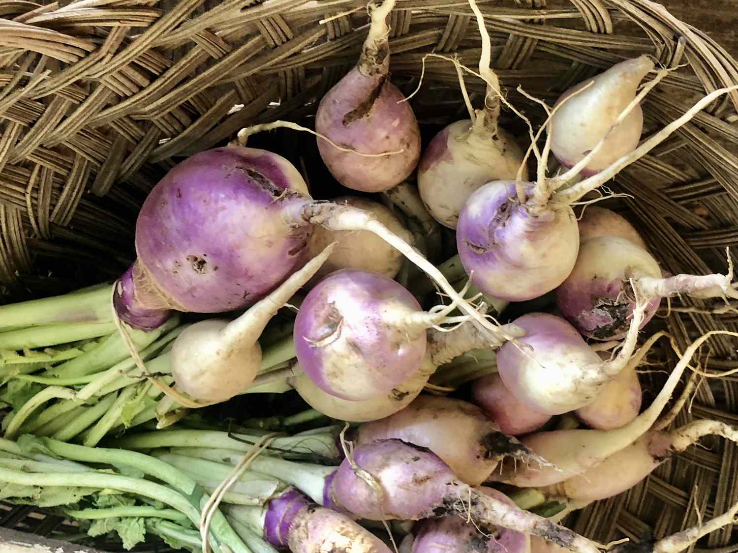 Turnips in a basket