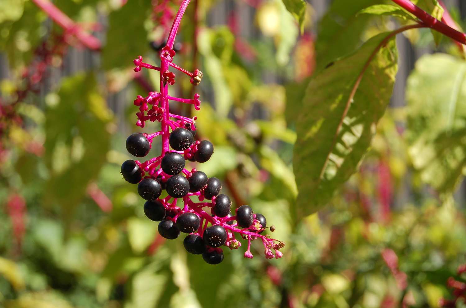 Bild von Pokeweed-Beeren.