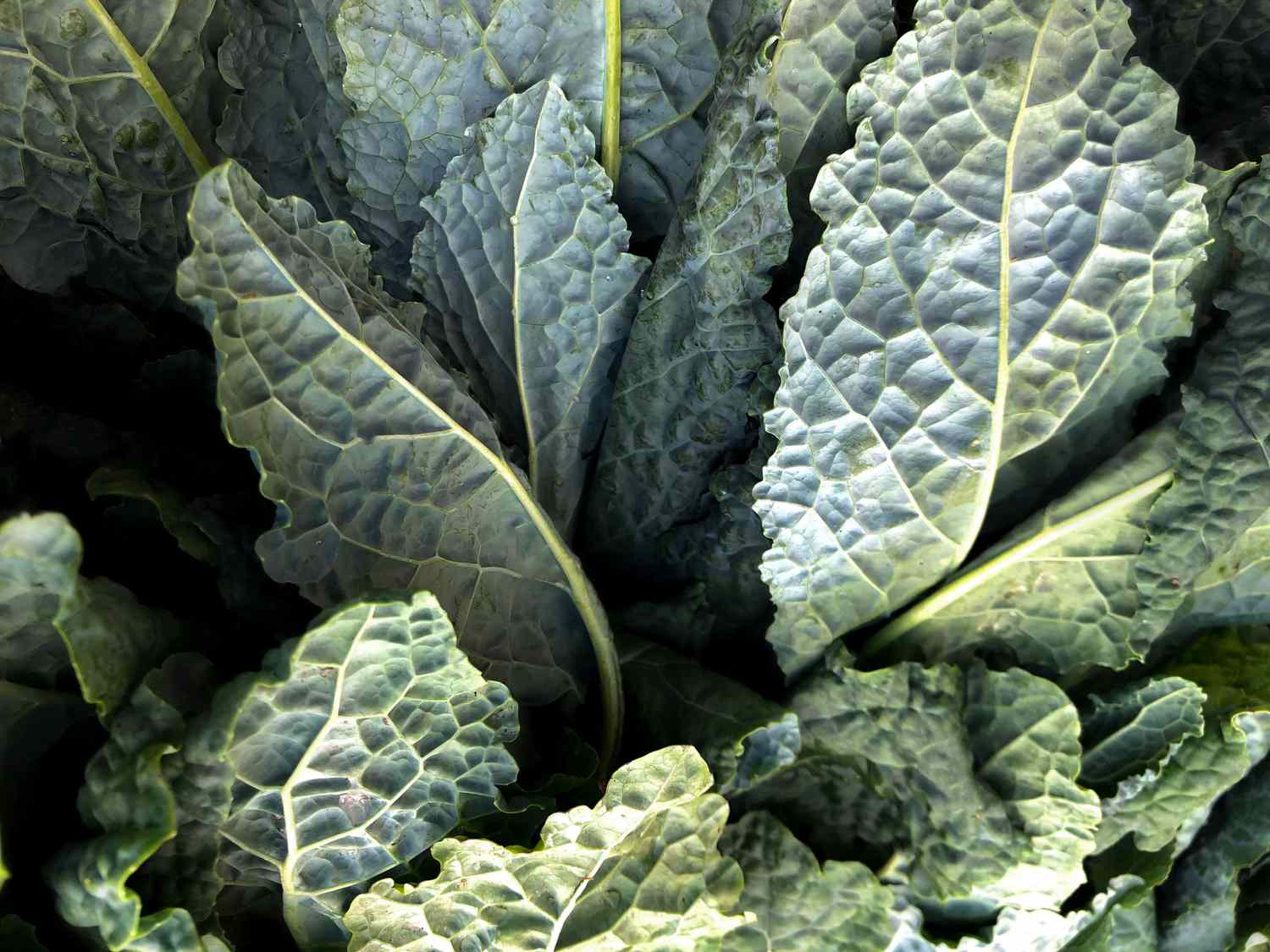 Close up of collard greens that are ready to harvest