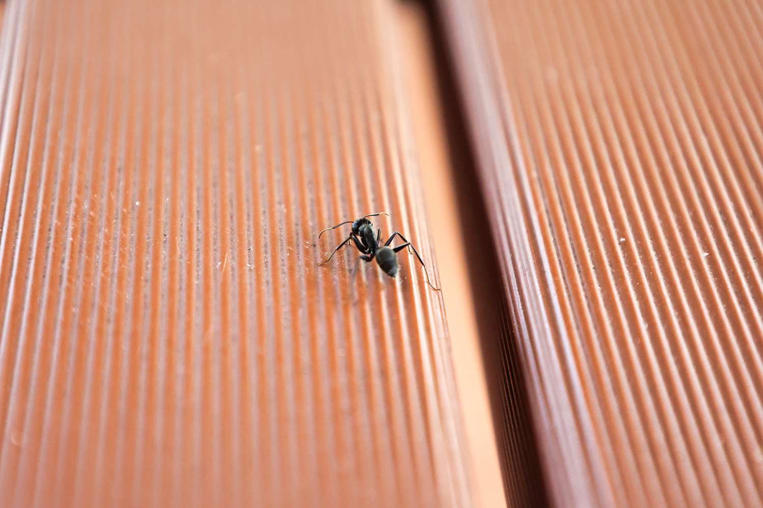 Ameise auf Deck