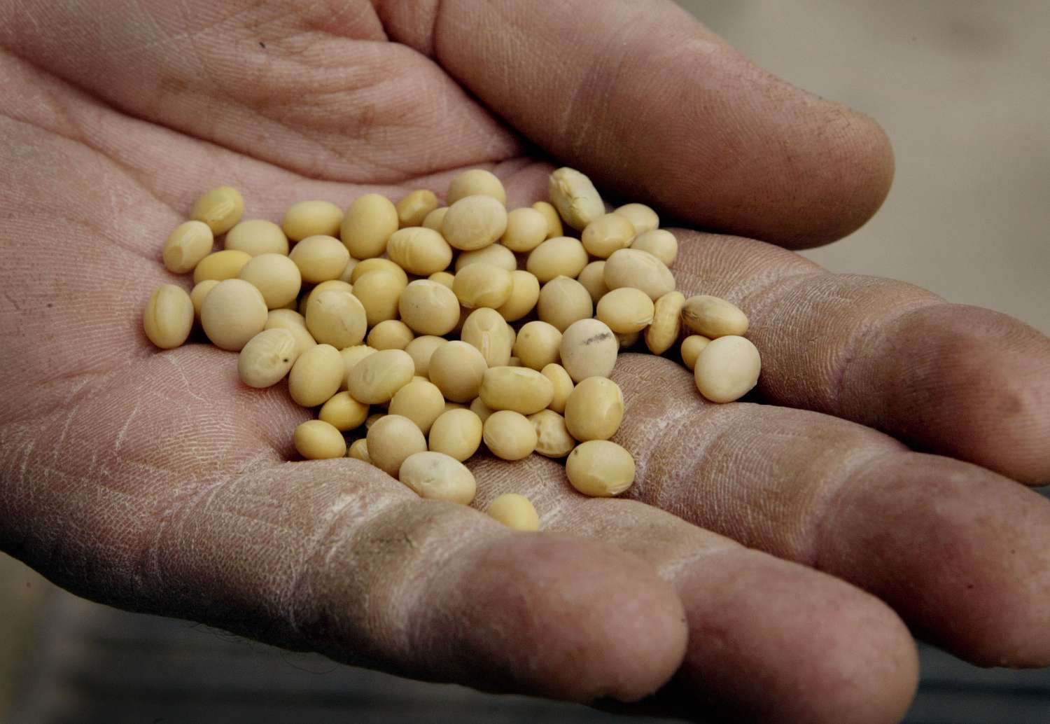 Un puñado de semillas de soja en grano, recientemente analizadas y de las que se ha comprobado que no han sido modificadas genéticamente.