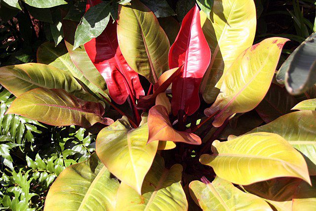 Philodendron Prince of Orange