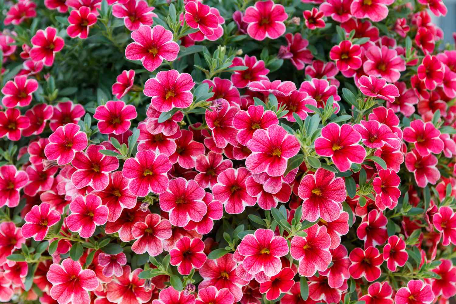 Calibrachoa oder Glockenblume, Blüte einer kultivierten Millionenglocke, Calibrachoa x hybrid