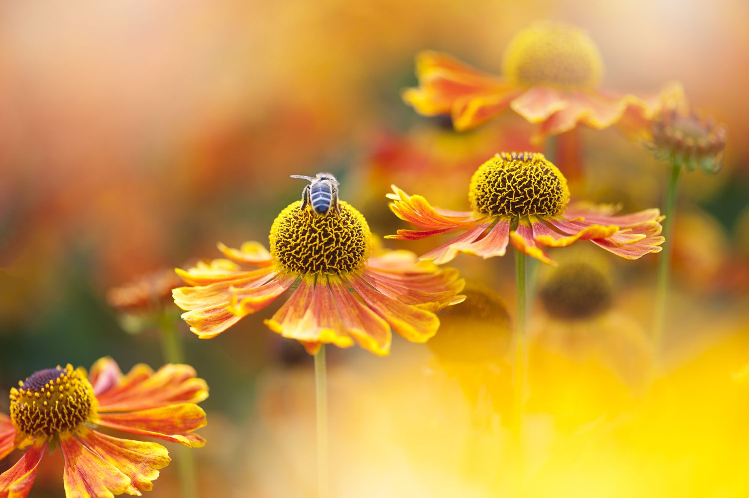 Hermosas flores de Helenium de floración estival de color naranja brillante también conocidas como Sneezeweed con una Abeja de la Miel recogiendo polen