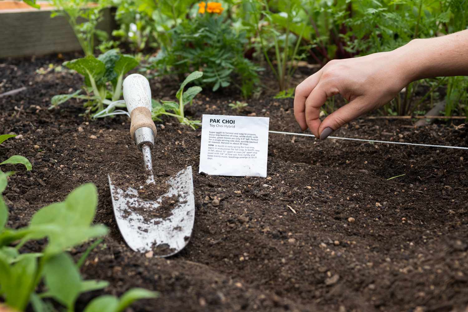 Samen, die entlang einer Schnur in die Gartenerde gelegt werden, um eine gerade Reihe von Pflanzen zu bilden