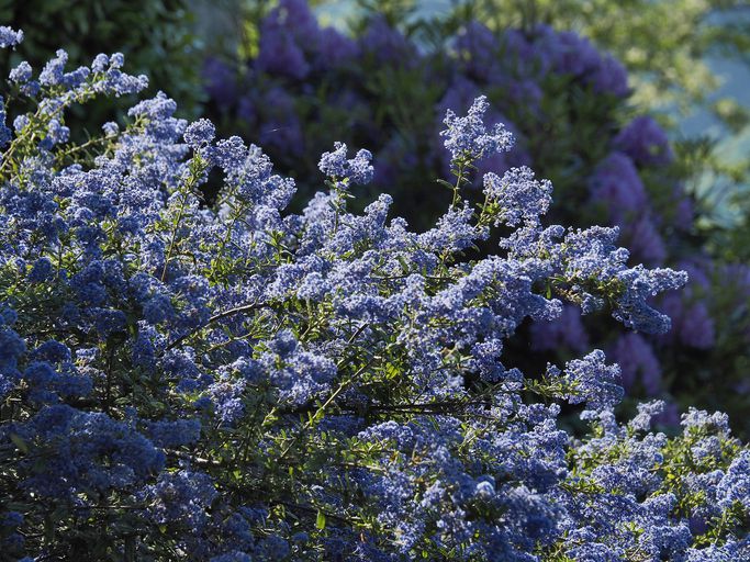 Caryopteris