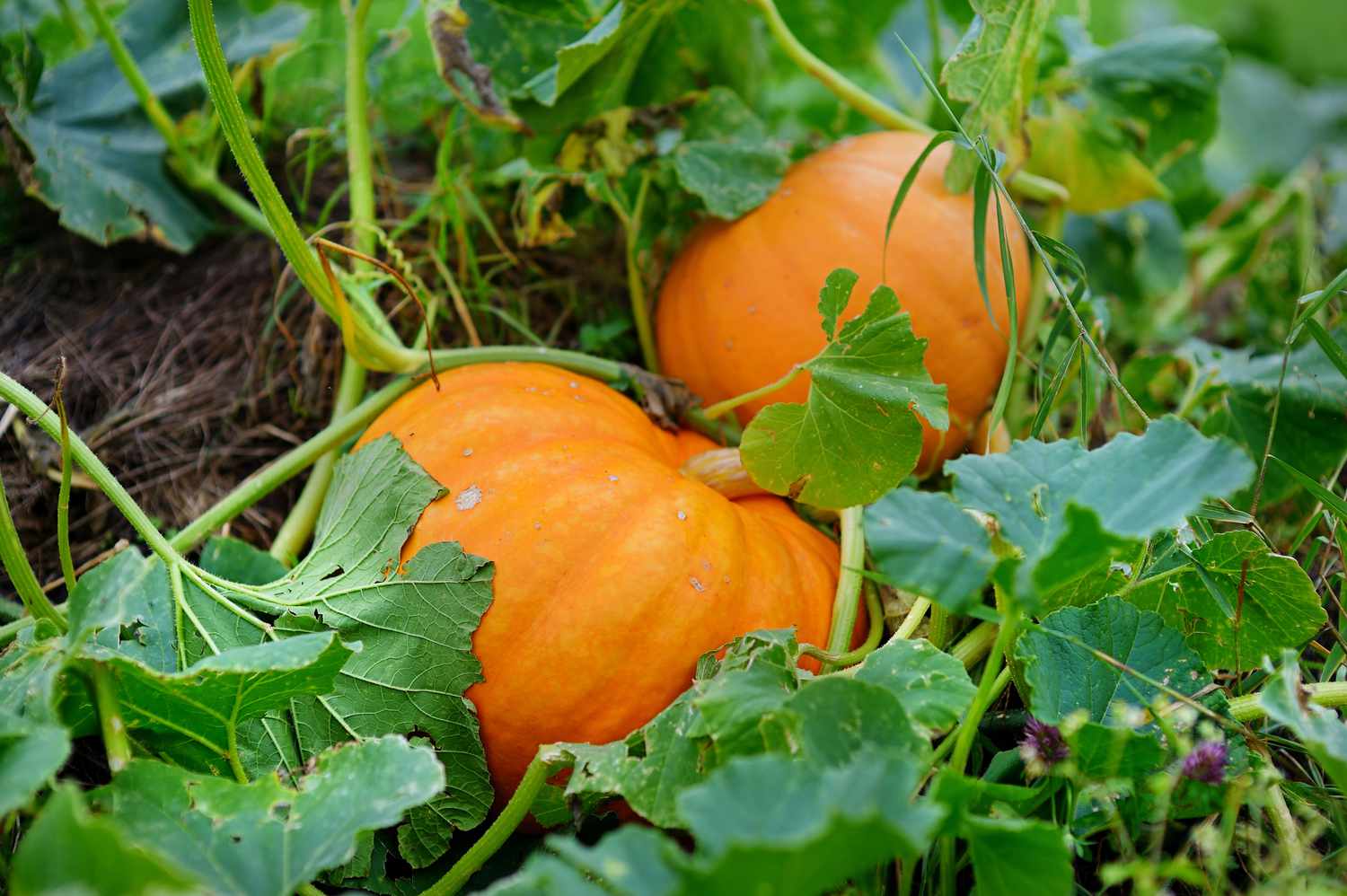 orangefarbene Kürbisse im Feld