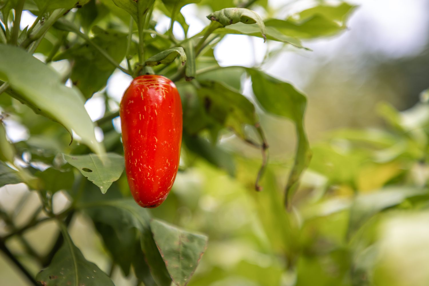 Jalapeño rojo