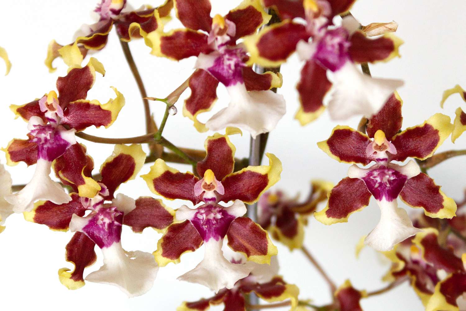 Nahaufnahme von Oncidium-Orchideen