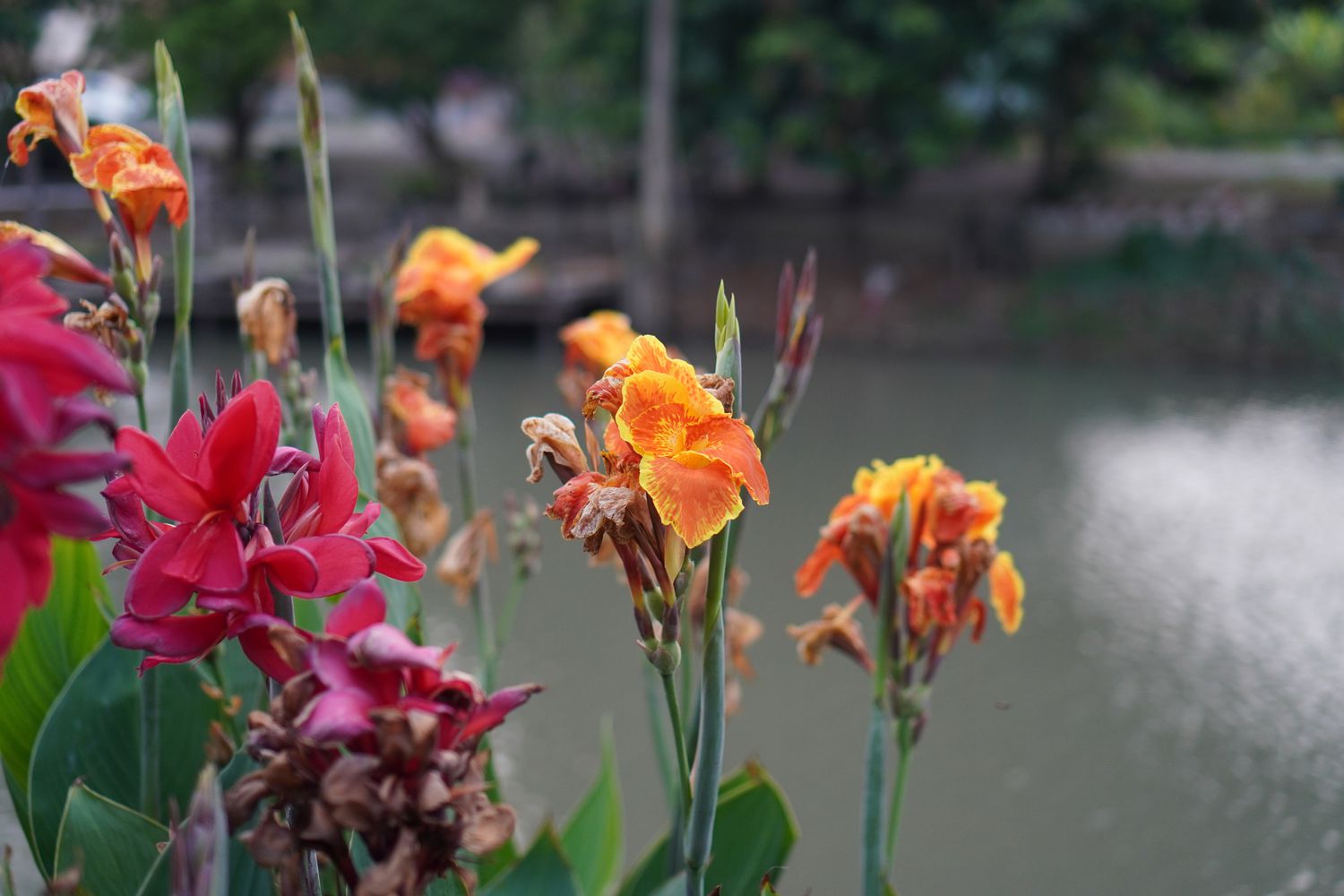 Lirios canna naranjas y rojos que necesitan decapitación