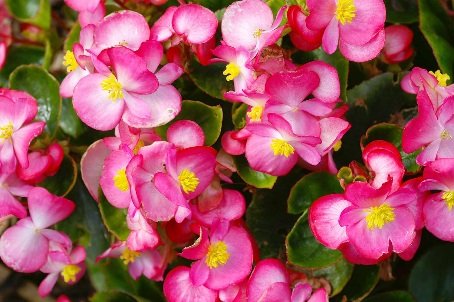 Pink begonias