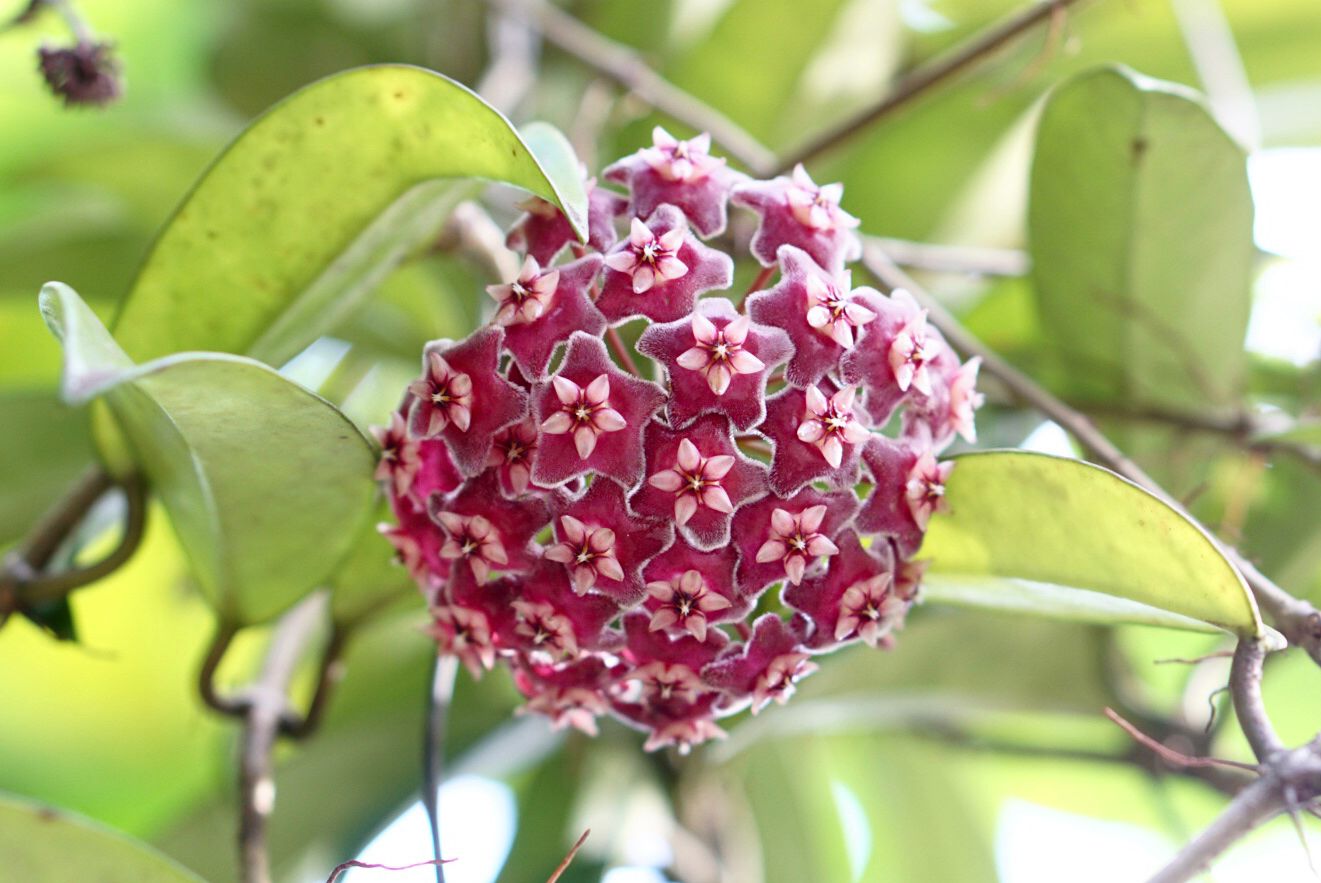 Hoya-Pflanze mit roten sternförmigen Blüten in kugelförmiger Traube