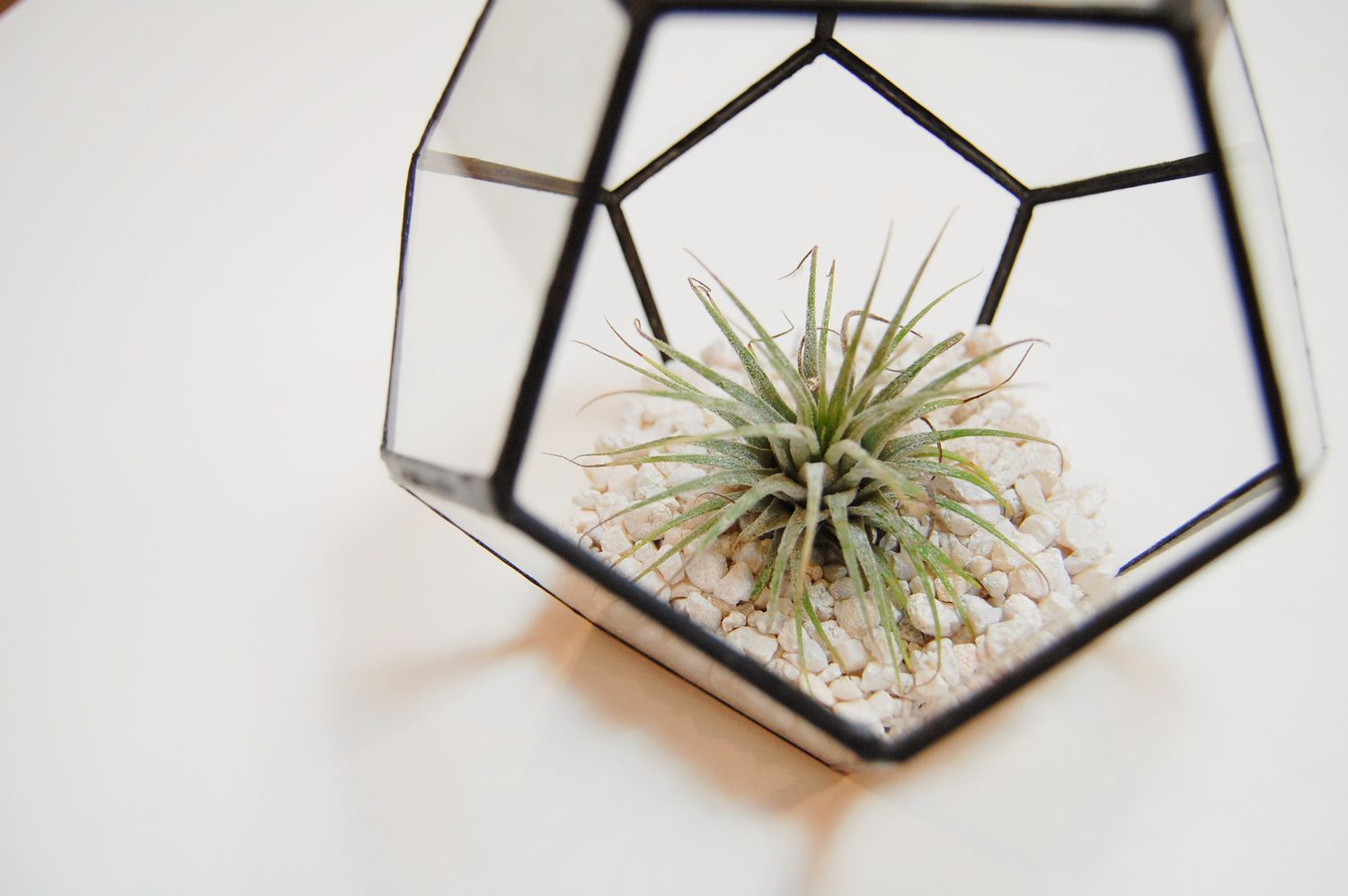 Eine Tillandsia-Luftpflanze in einem Glasterrarium vor einem weißen Hintergrund.