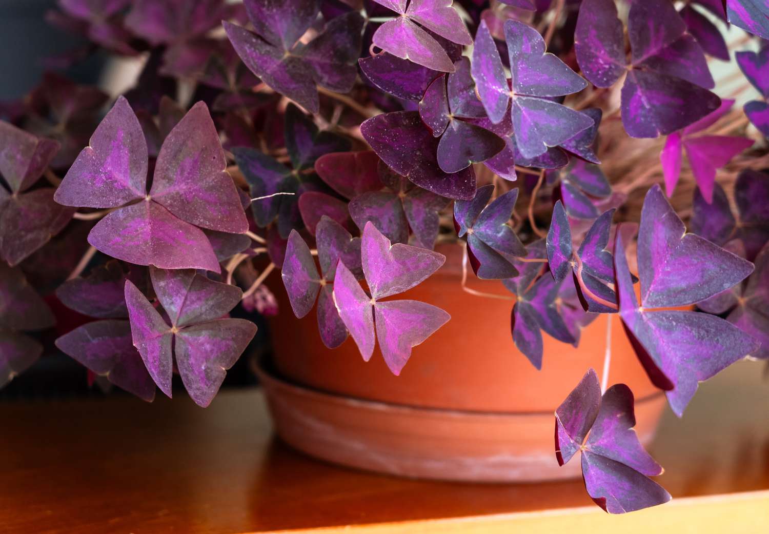 Trébol morado, Oxalis triangularis