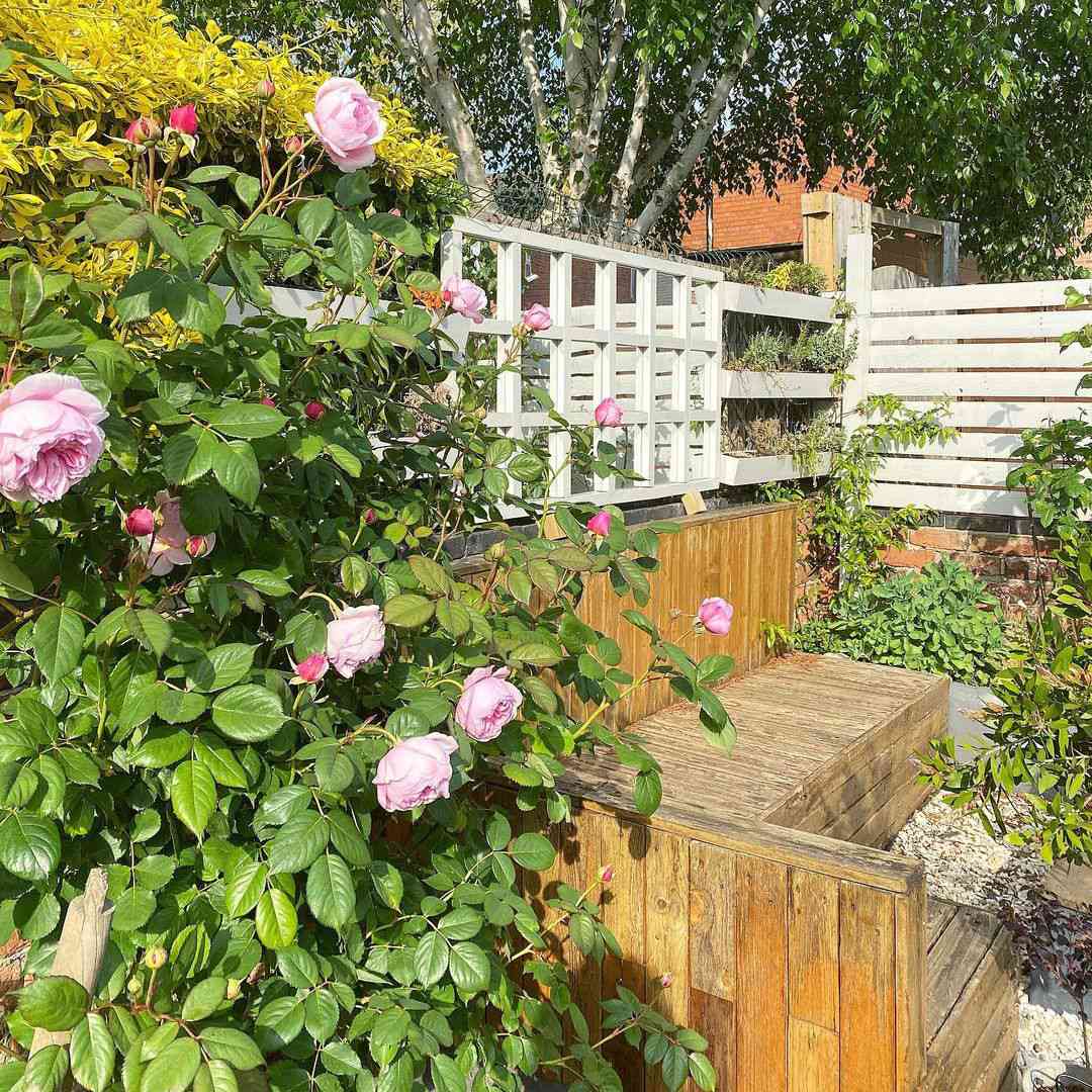 Un jardín esquinero con un banco y un rosal