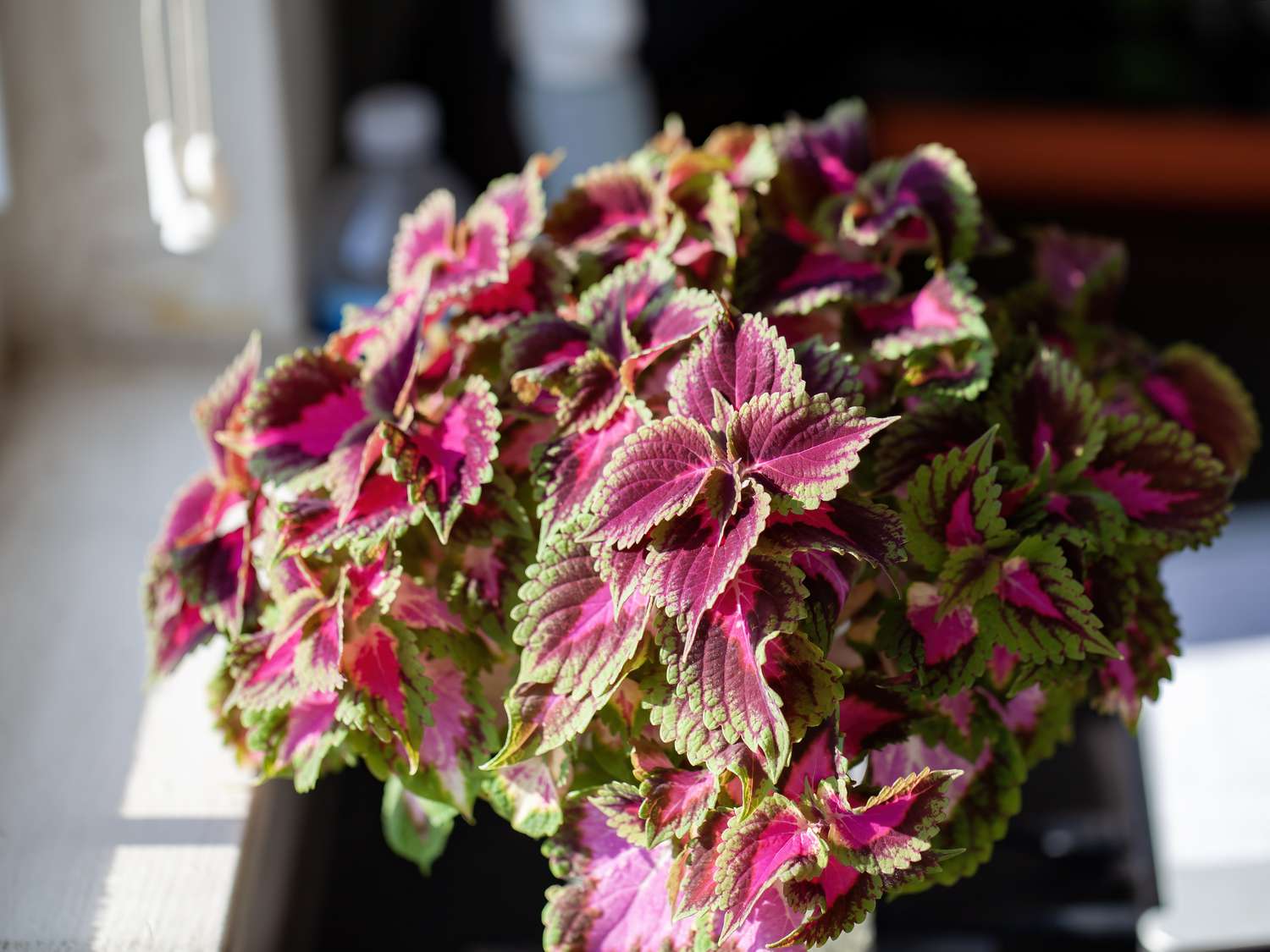 coleus en interior