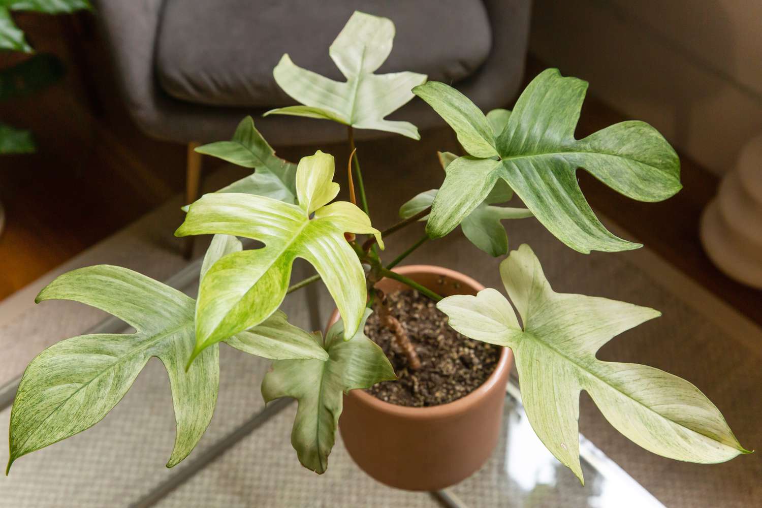 Vista ligeramente elevada de una planta Philodendron Florida Ghost