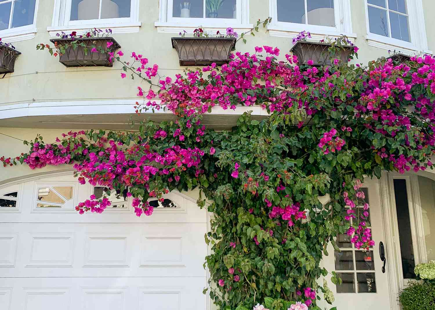 Bougainvillea-Ranke mit magentafarbenen Blütenblättern klettert außen am Haus