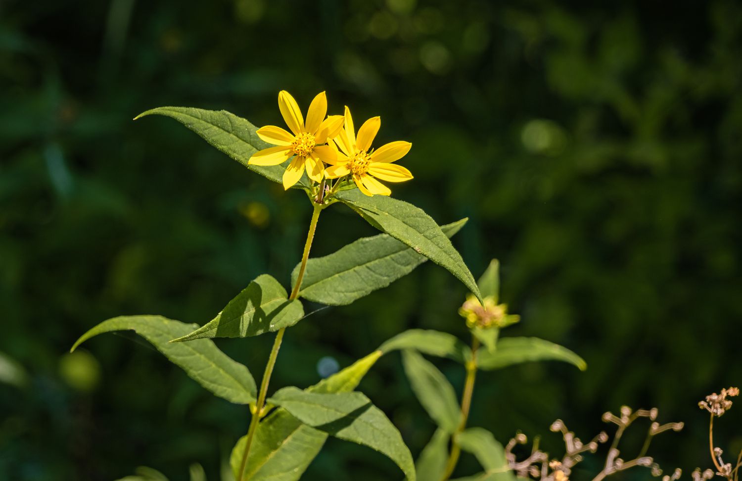 Westliche Sonnenblume