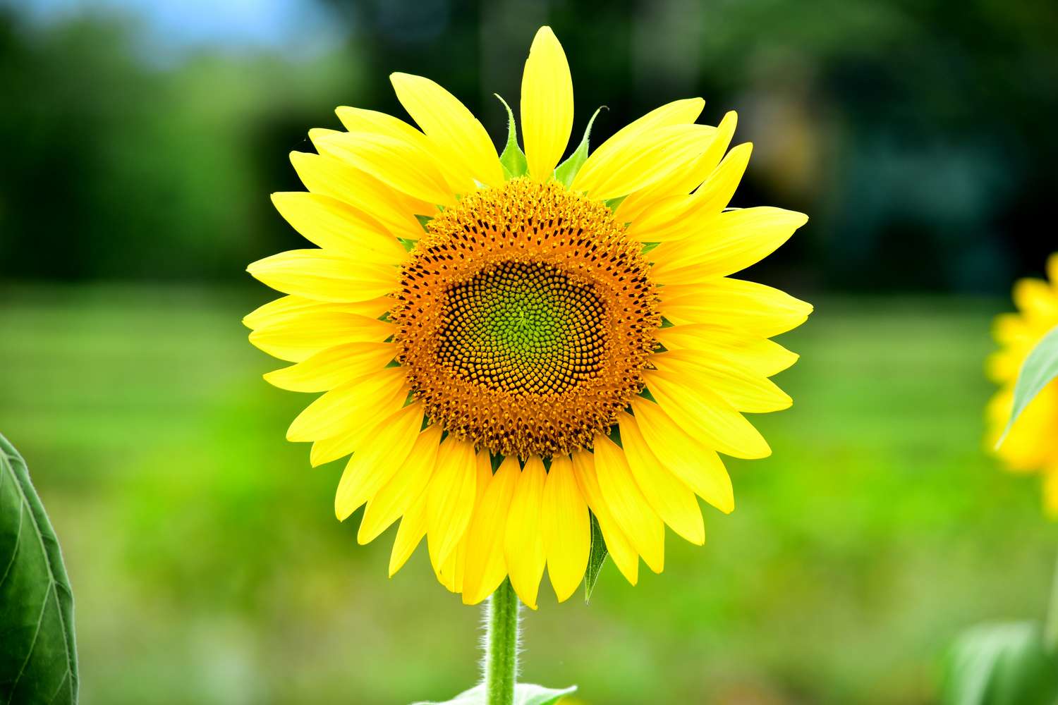 Amerikanische Riesensonnenblume