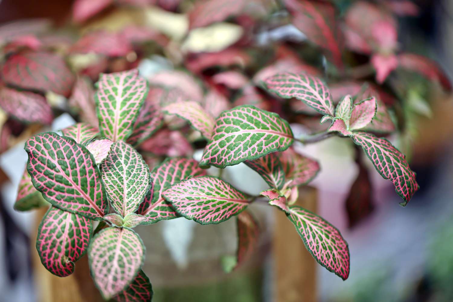 primer plano de planta fittonia rosa y verde