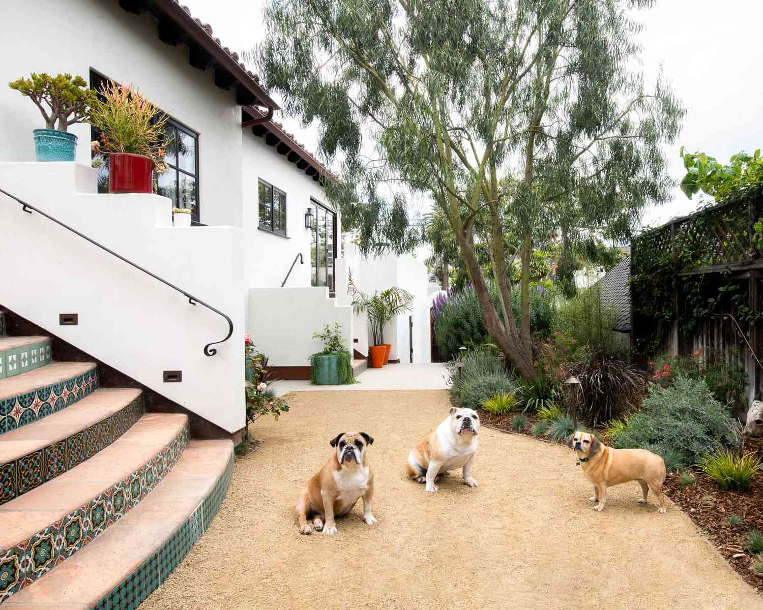 Weiße Hausfassade mit schwarzen Fenstern und Geländern und Hunden im Hof