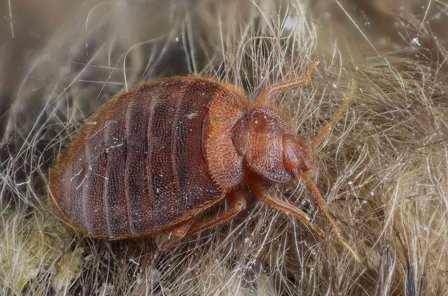 Fledermauskäfer auf Fledermaus