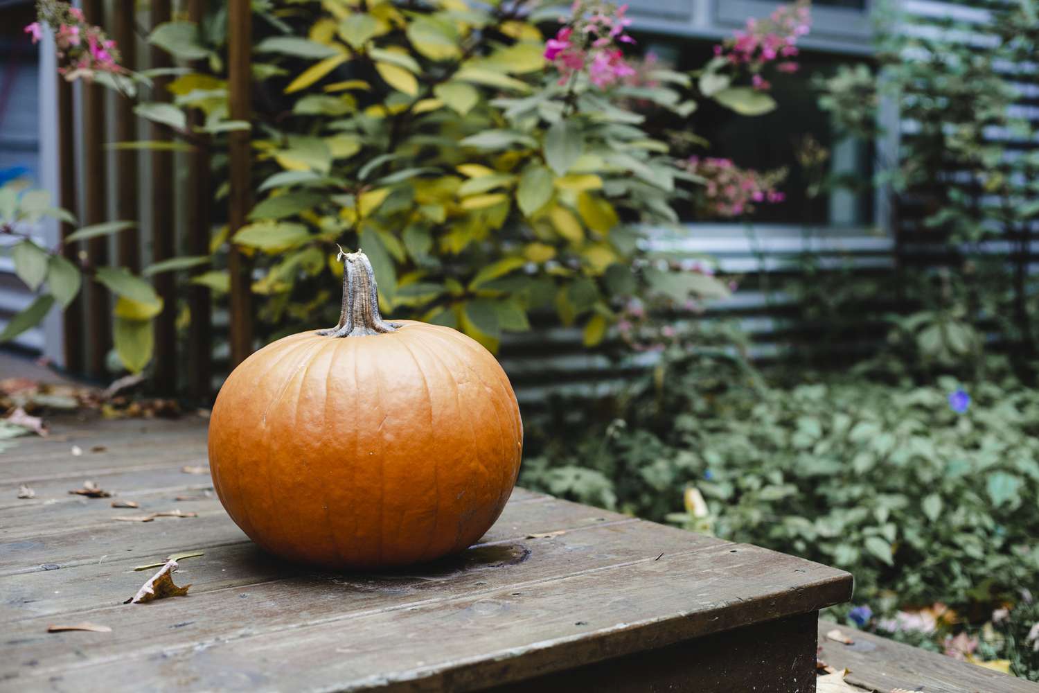 pumpkin rotted. signs your pumpkin is rotting and how to stop it.