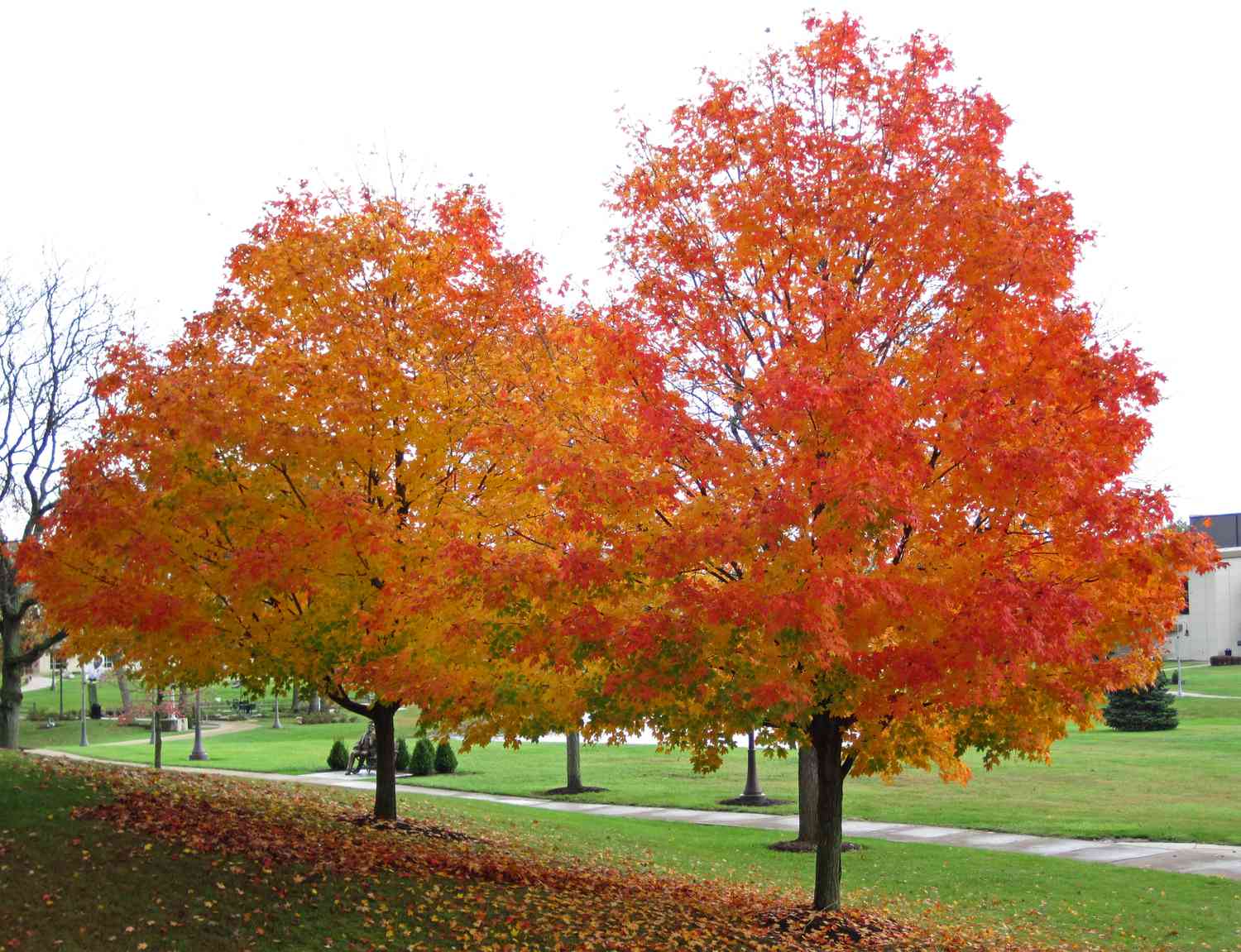 Acer saccharum fall fiesta