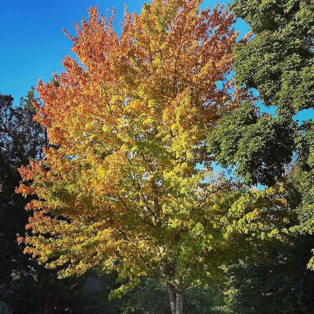 Fall fiest sugar maple - NO REUSE