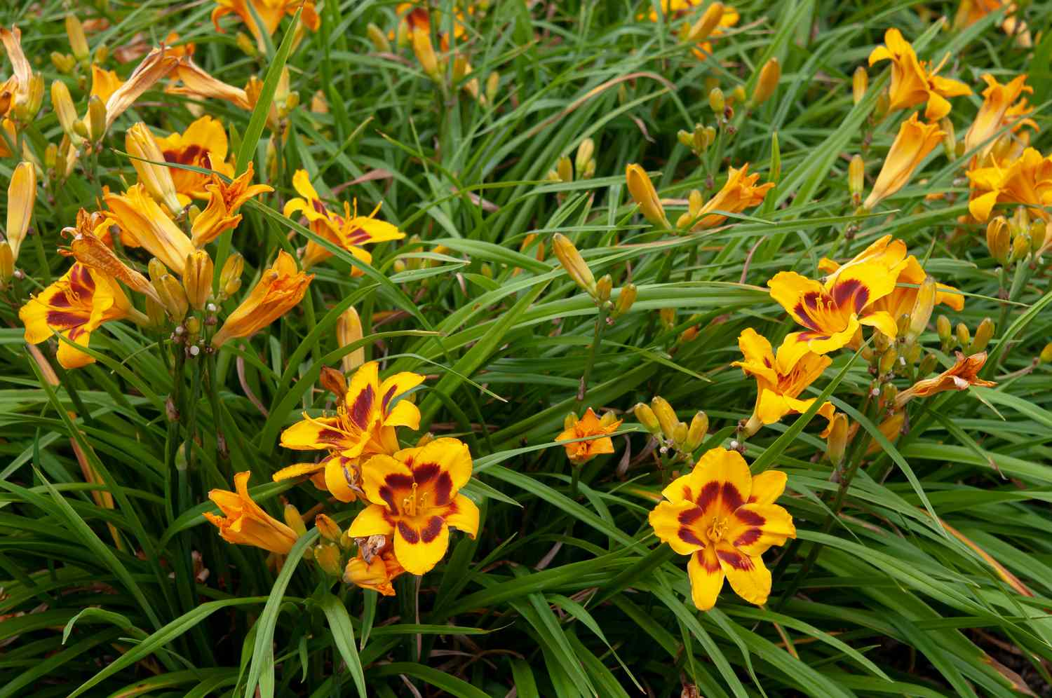 Les hémérocalles Black-eyed susan avec de longues feuilles et des fleurs jaunes et rouges
