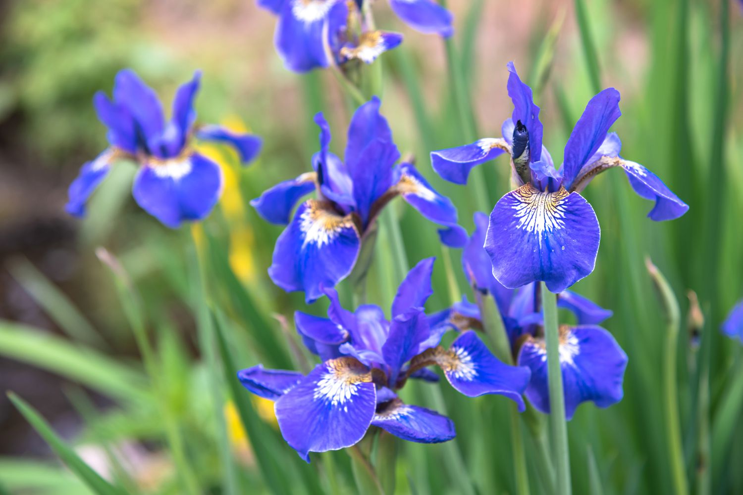 Planta de iris siberiano con flores de color azul púrpura con centros blancos y amarillos