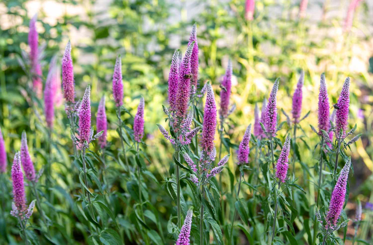Veronica plant with pink and white flower spikes on thin stems