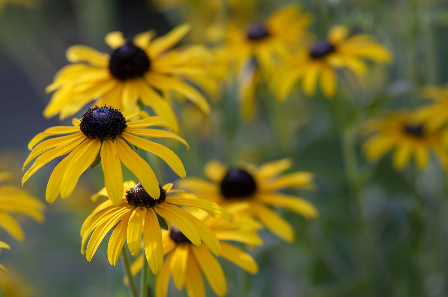 Rudbeckia hirta yellow flower with black brown center in bloom, black eyed susan in the garden
