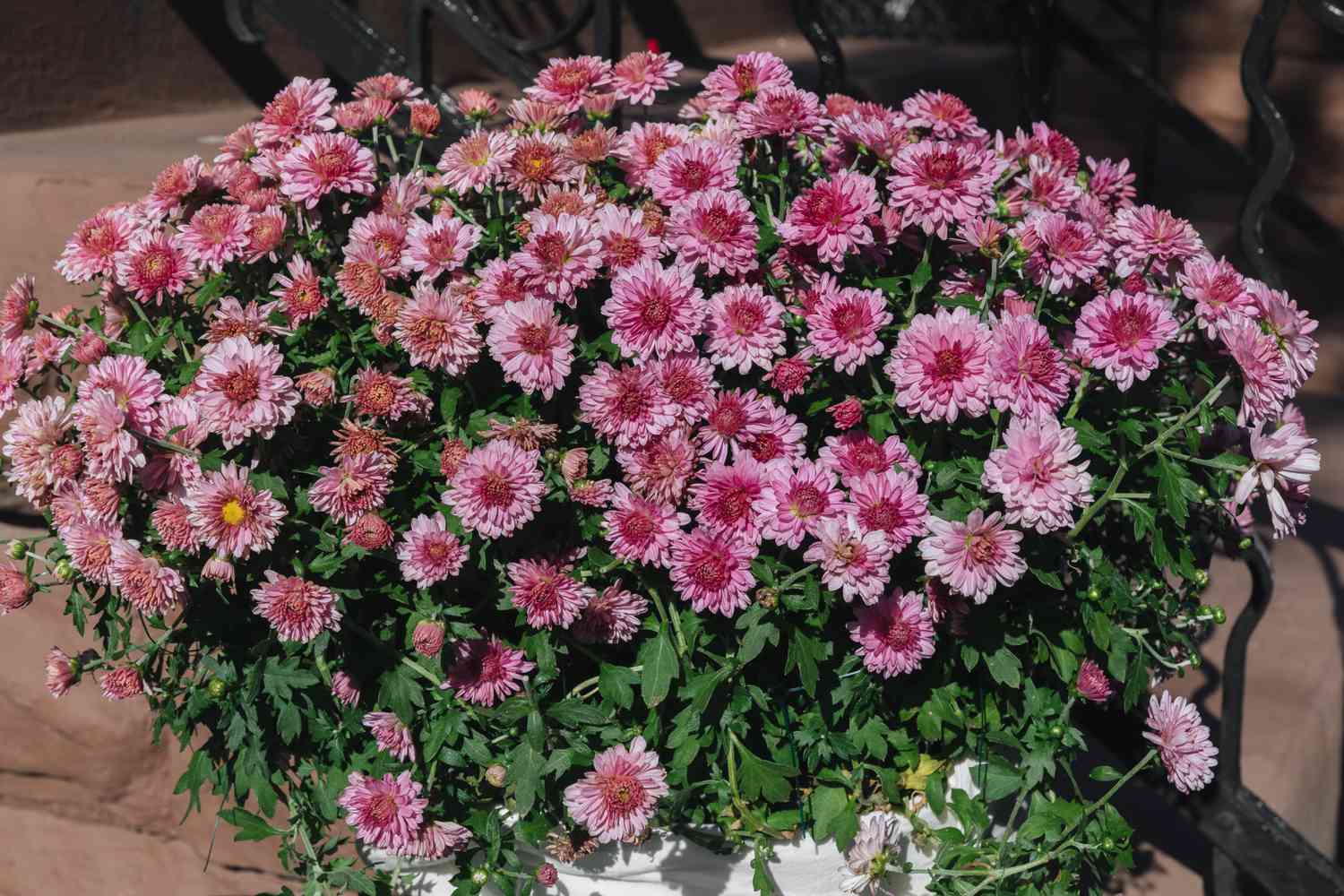 mums growing in a container