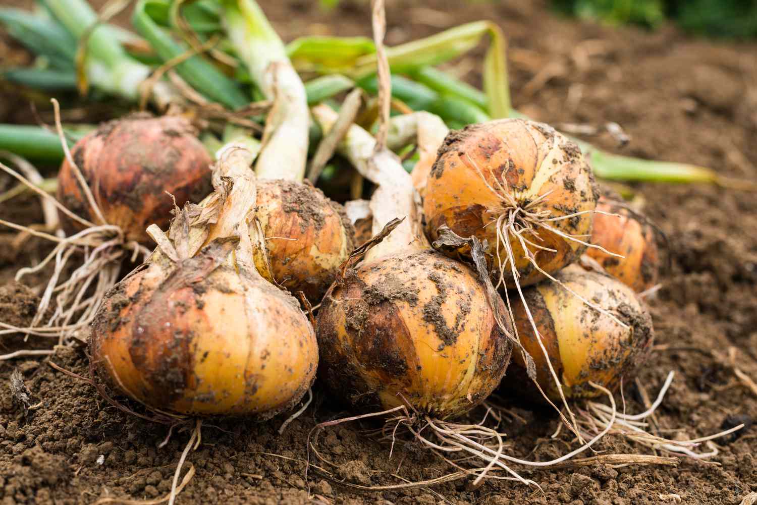 Zwiebelzwiebeln im Garten