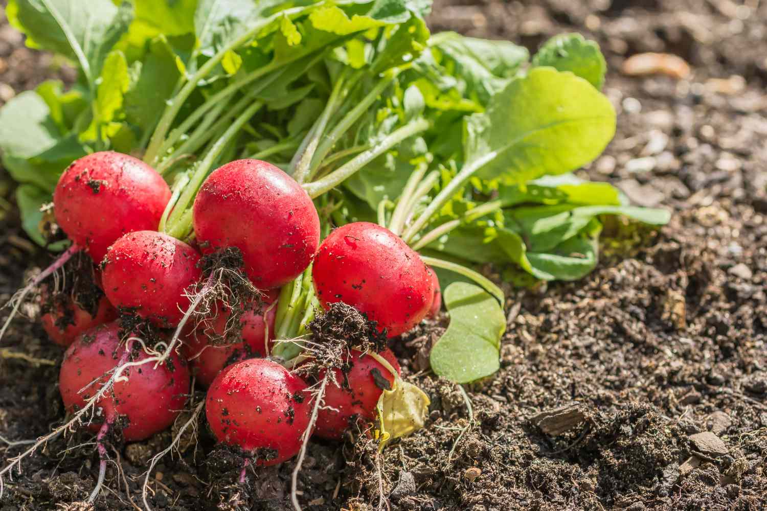 Radieschen im Garten