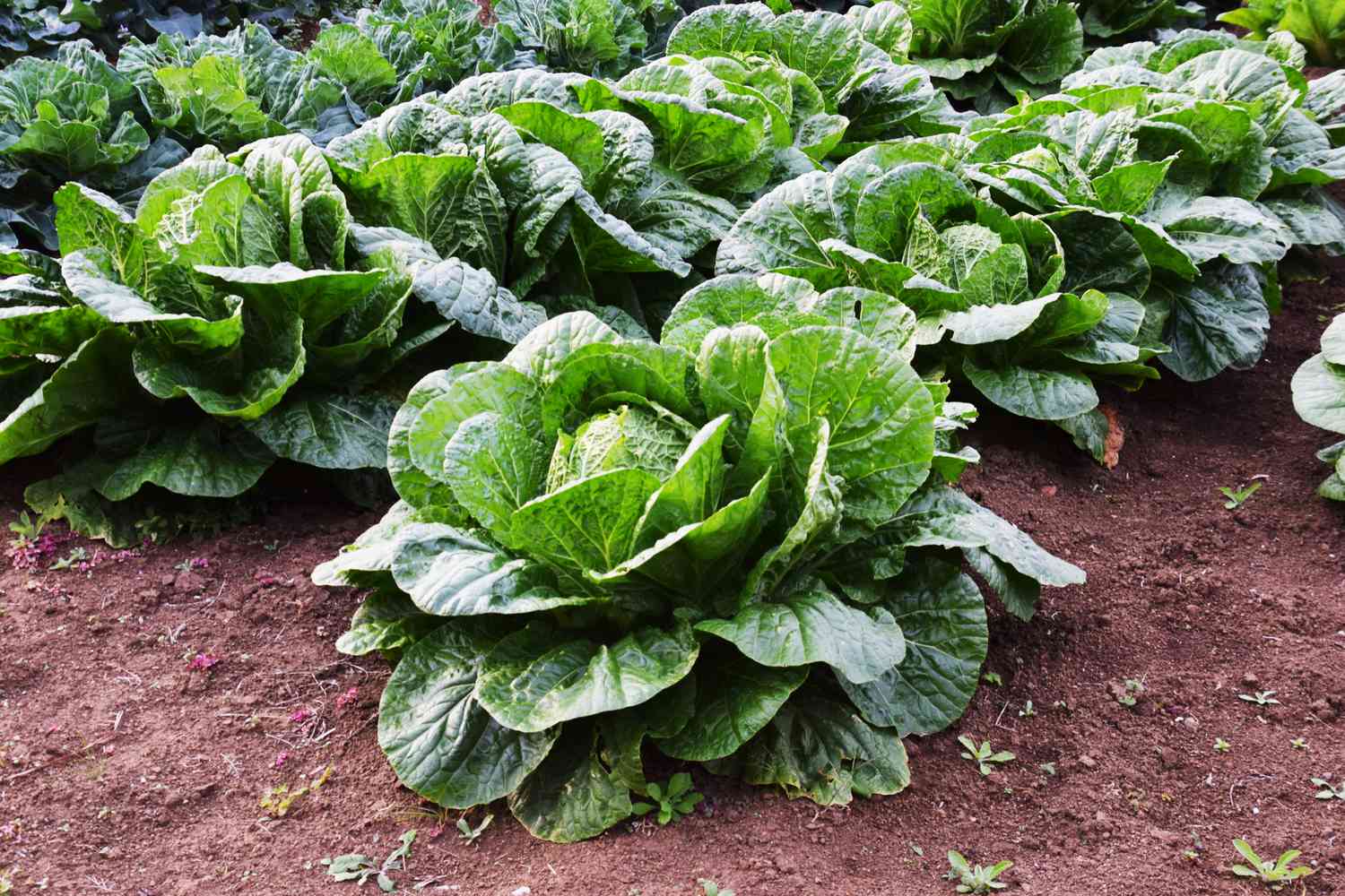 Kohl im Garten