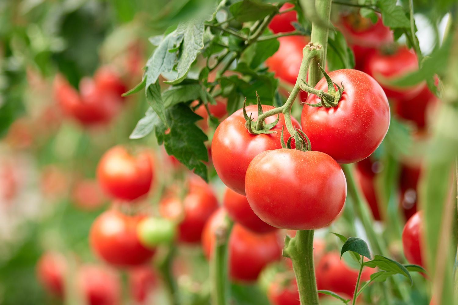 Tomaten am Weinstock