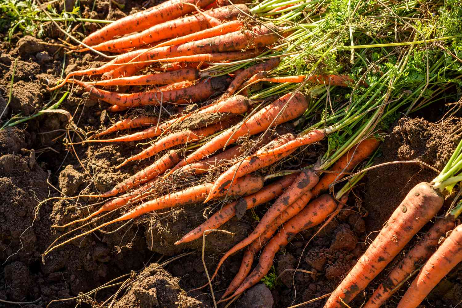 Karotten im Boden