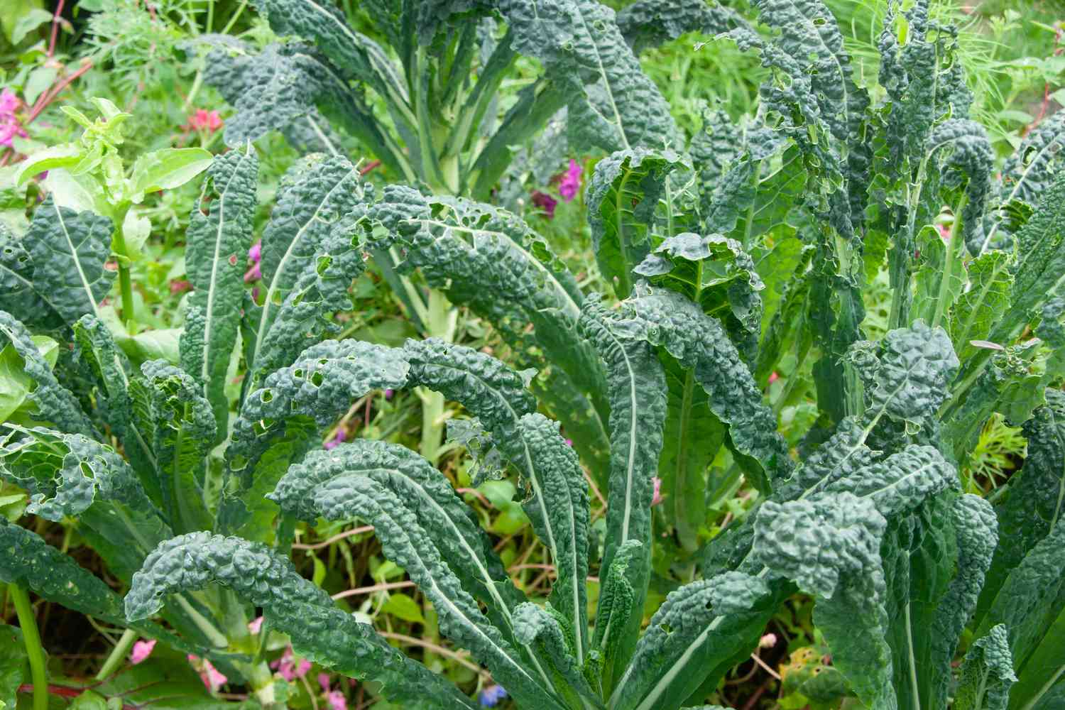 Grünkohl wächst im Garten