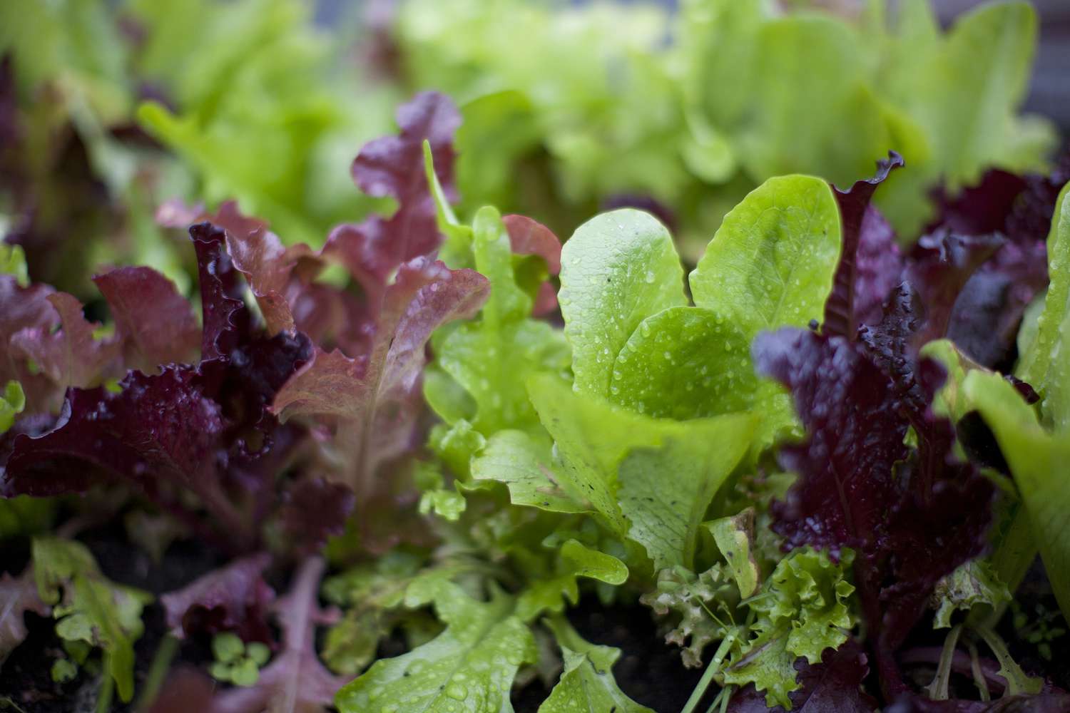 Kopfsalat im Garten