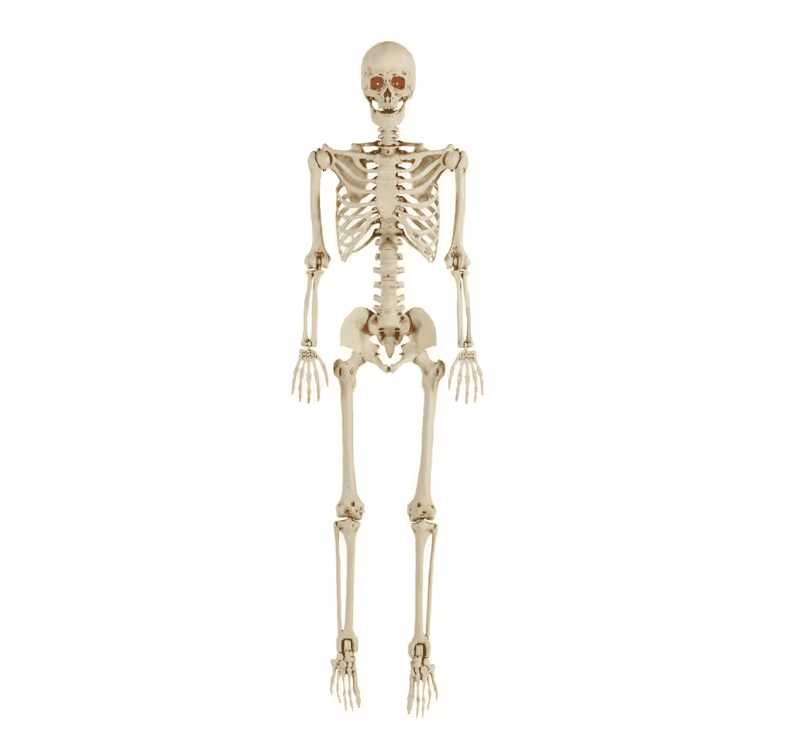 Posable 5ft skeleton halloween decor.