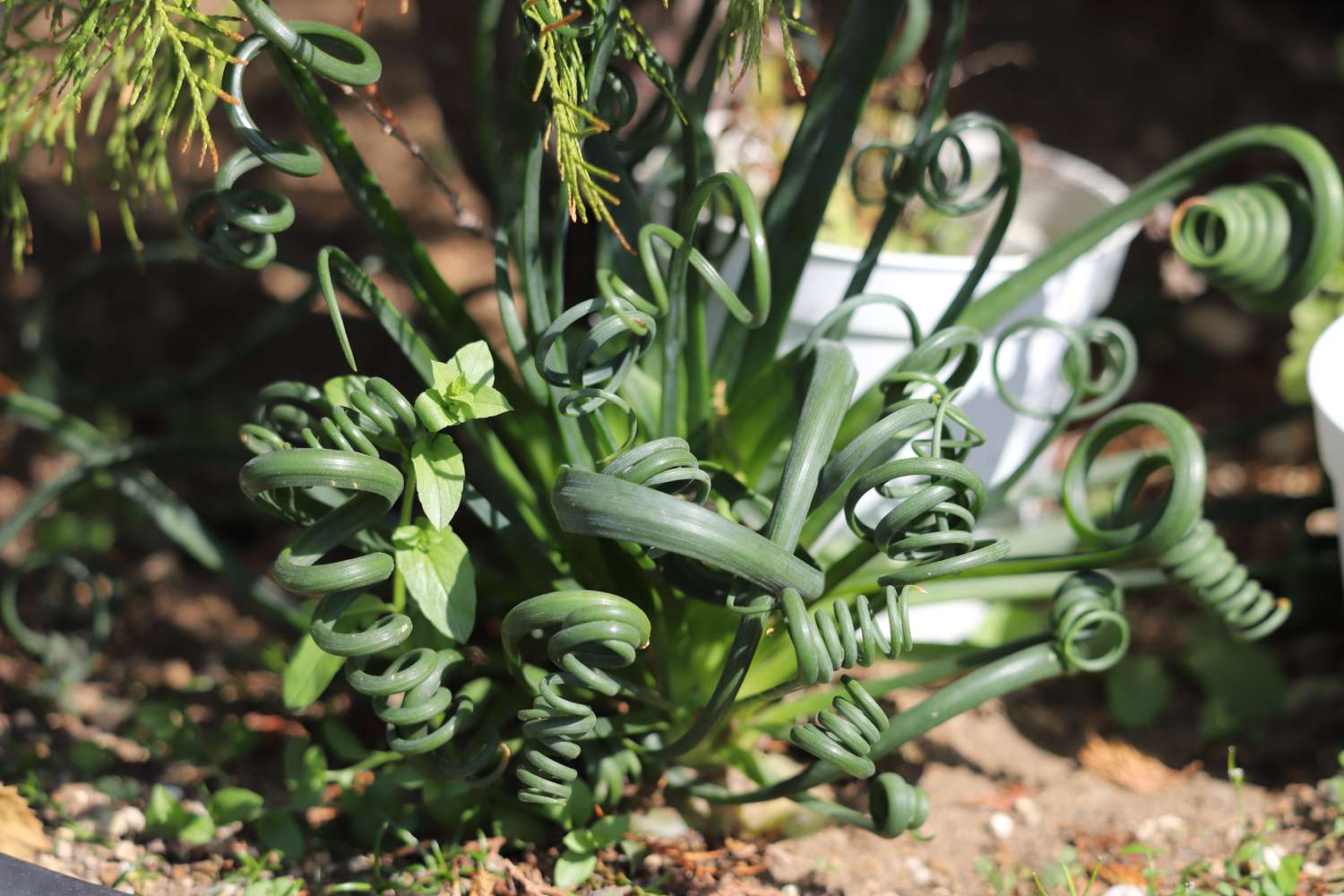 albuca spiralis