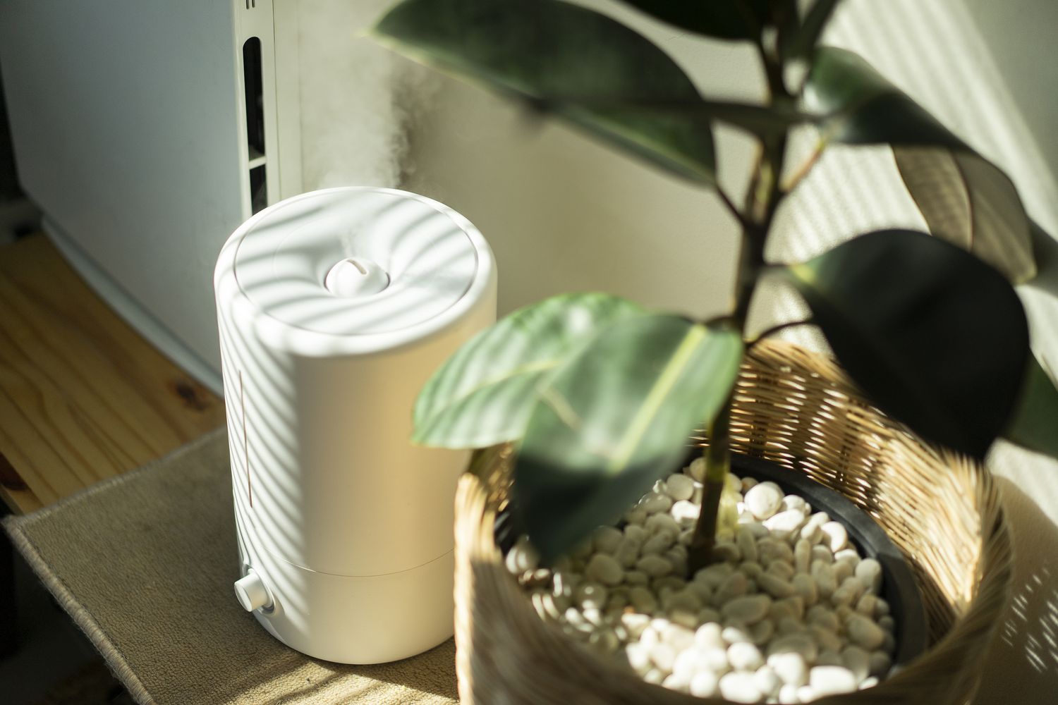 Umidificador por uma planta de casa