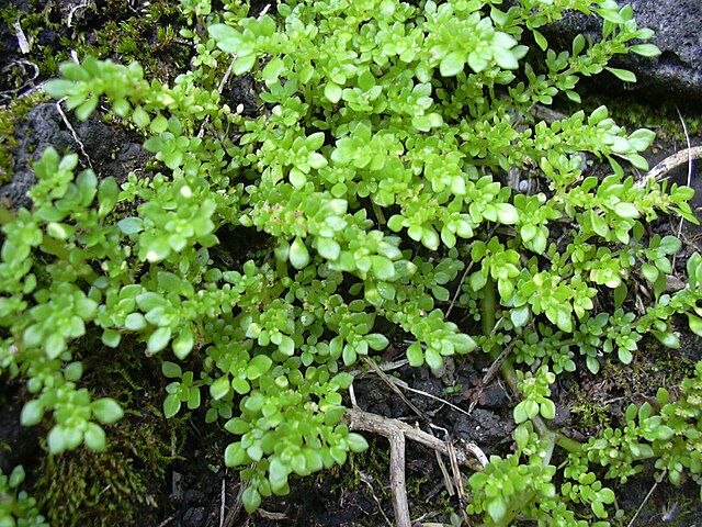 Pilea microphylla