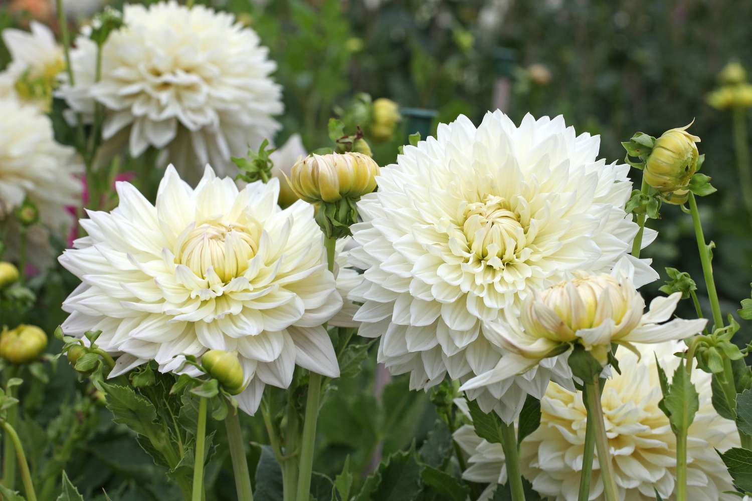 Close up of some creamy-white dinner plate dahlia blooms