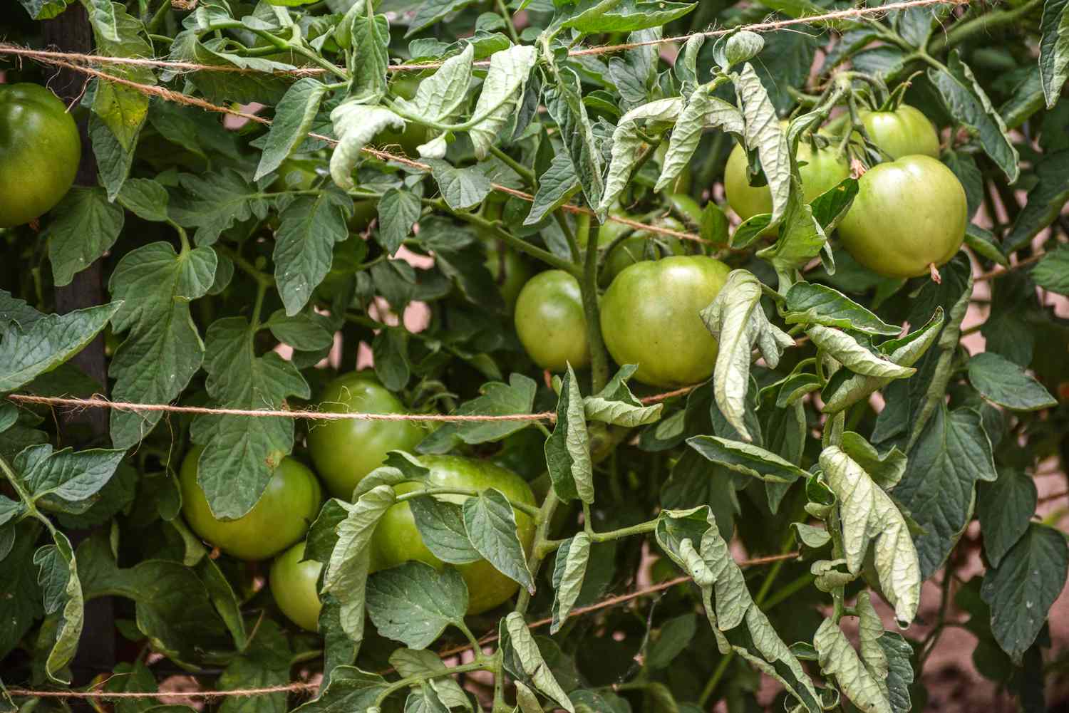 Kräuselnde Tomatenblätter