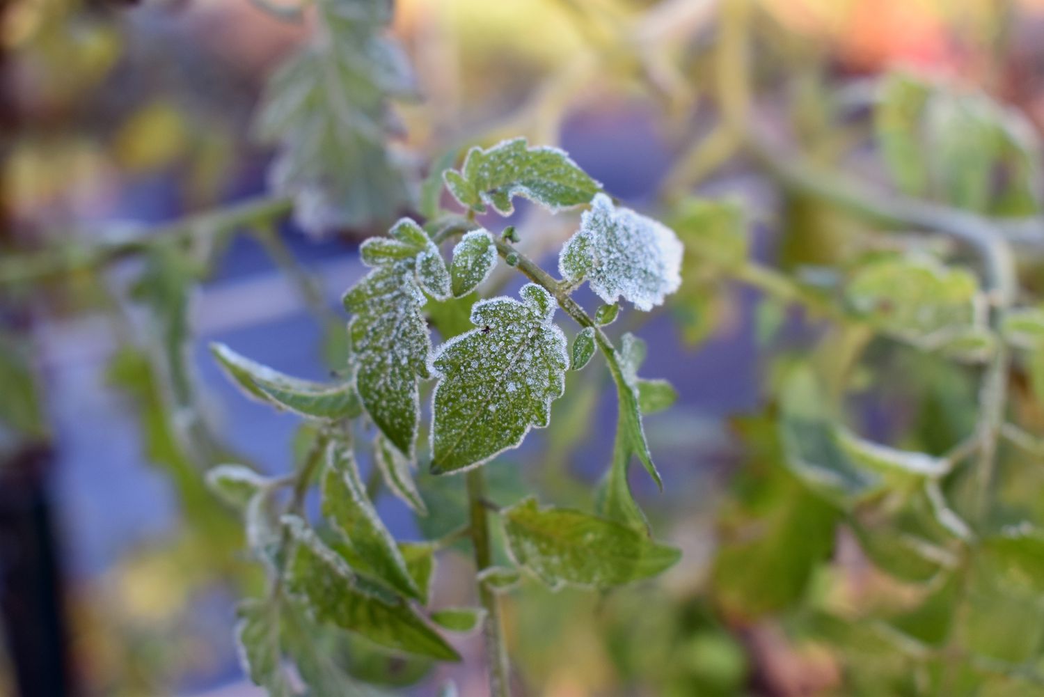 Frost auf Tomatenblättern